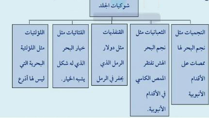 شوكيات الجلد